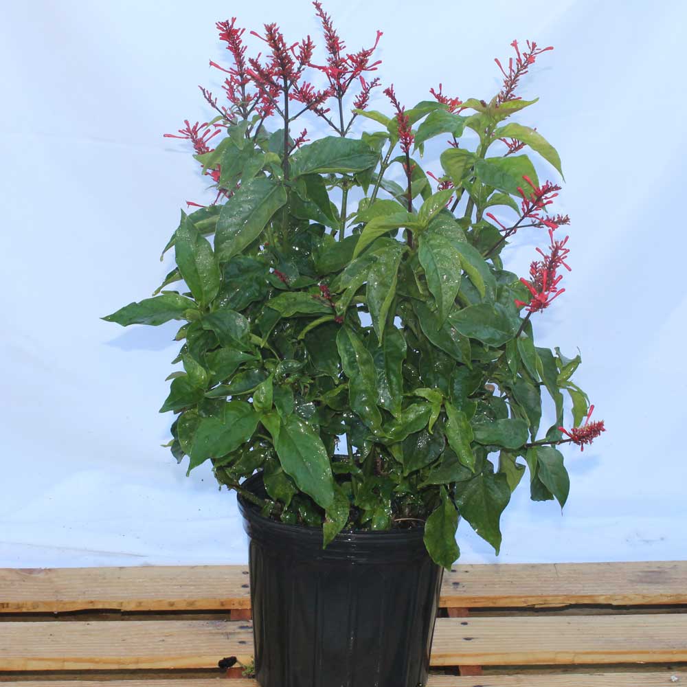 odontonema-strictum-red-firespike-red-odontonema-cuspidatum