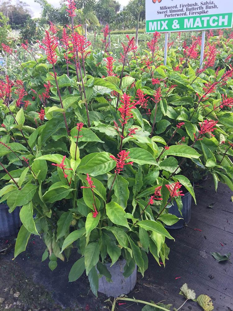 odontonema-strictum-red-firespike-red-odontonema-cuspidatum