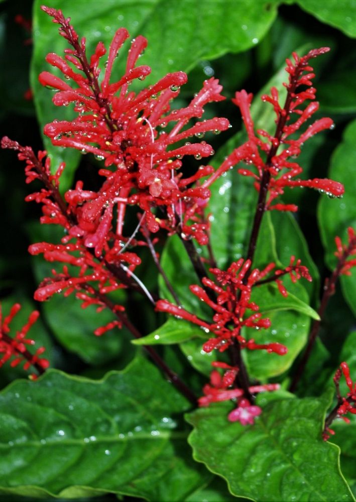 odontonema-strictum-red-firespike-red-odontonema-cuspidatum