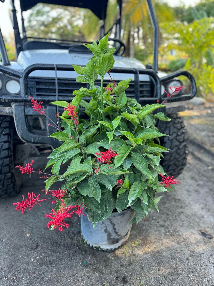 odontonema-strictum-red-firespike-red-odontonema-cuspidatum