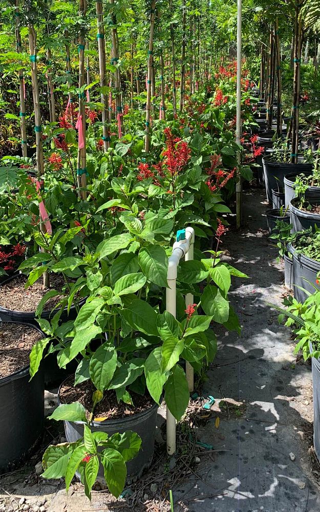 odontonema-strictum-red-firespike-red-odontonema-cuspidatum