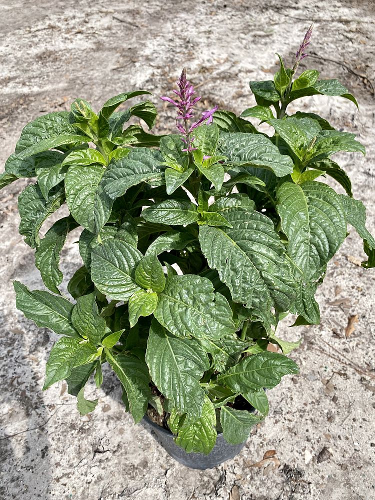 odontonema-strictum-red-firespike-red-odontonema-cuspidatum
