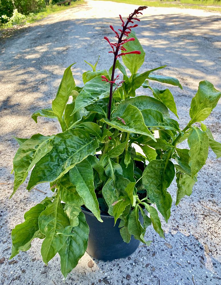odontonema-strictum-red-firespike-red-odontonema-cuspidatum