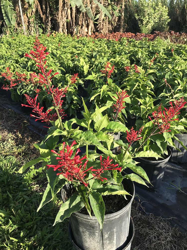 odontonema-strictum-red-firespike-red-odontonema-cuspidatum
