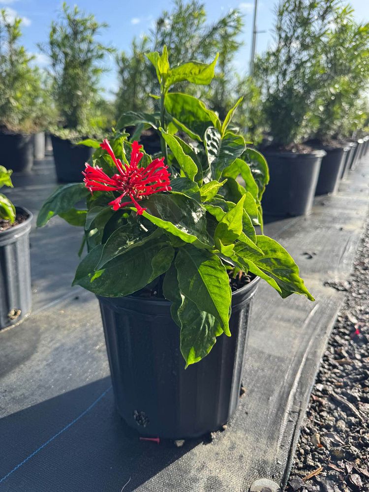 odontonema-strictum-red-firespike-red-odontonema-cuspidatum