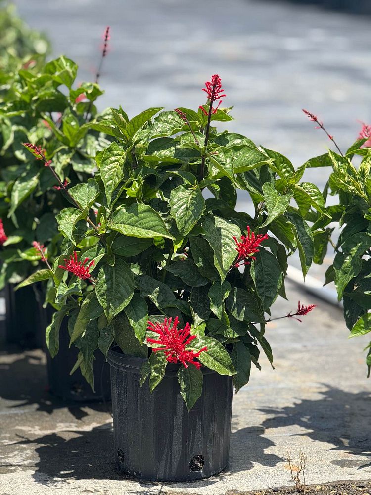 odontonema-strictum-red-firespike-red-odontonema-cuspidatum