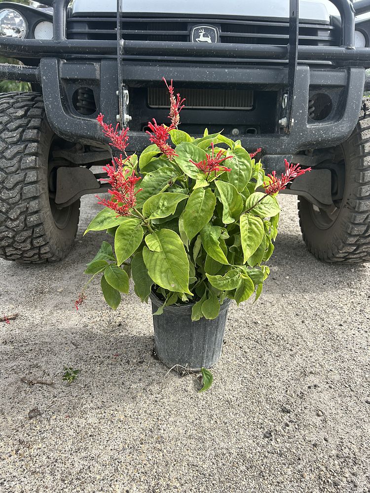 odontonema-strictum-red-firespike-red-odontonema-cuspidatum