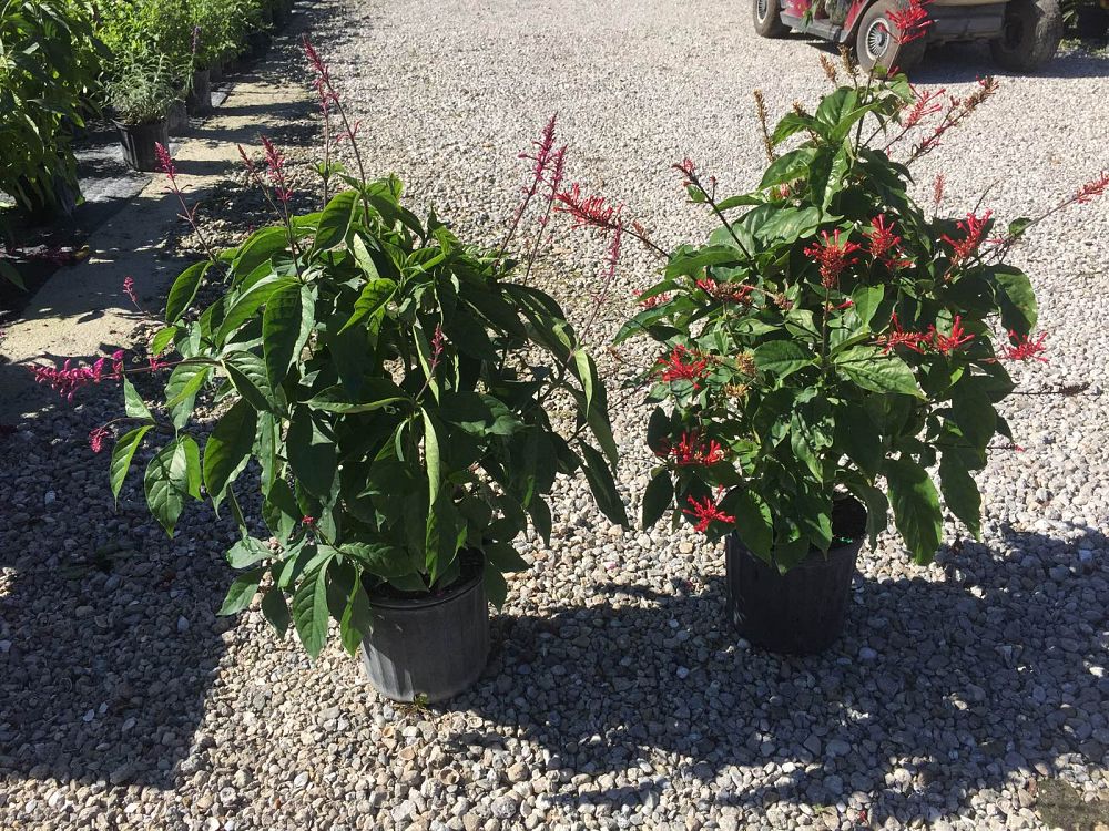 odontonema-tubiforme-firespike