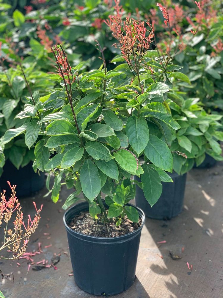 odontonema-tubiforme-firespike