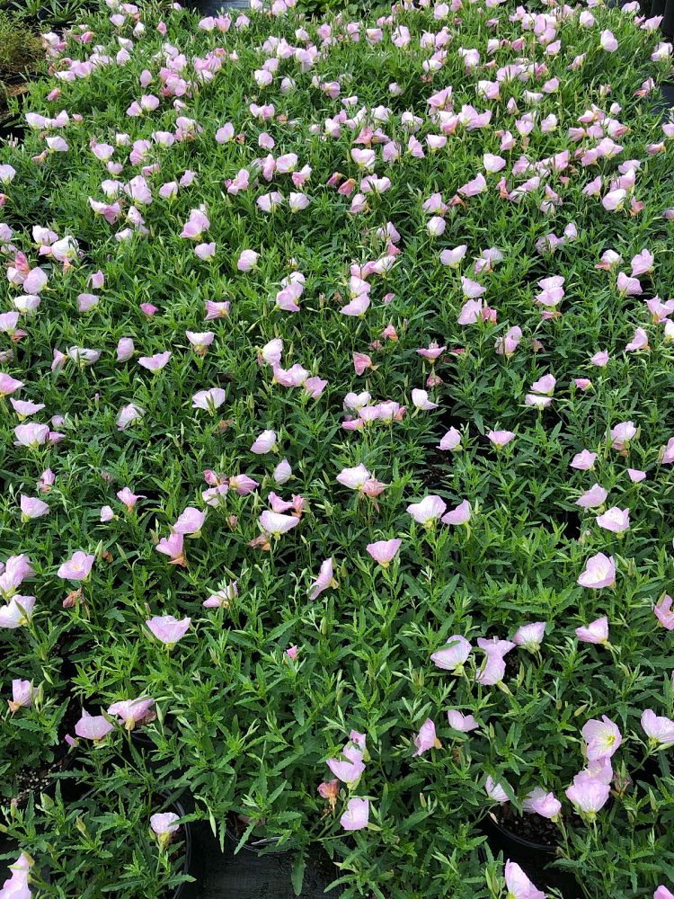 oenothera-berlandieri-siskiyou-mexican-evening-primrose
