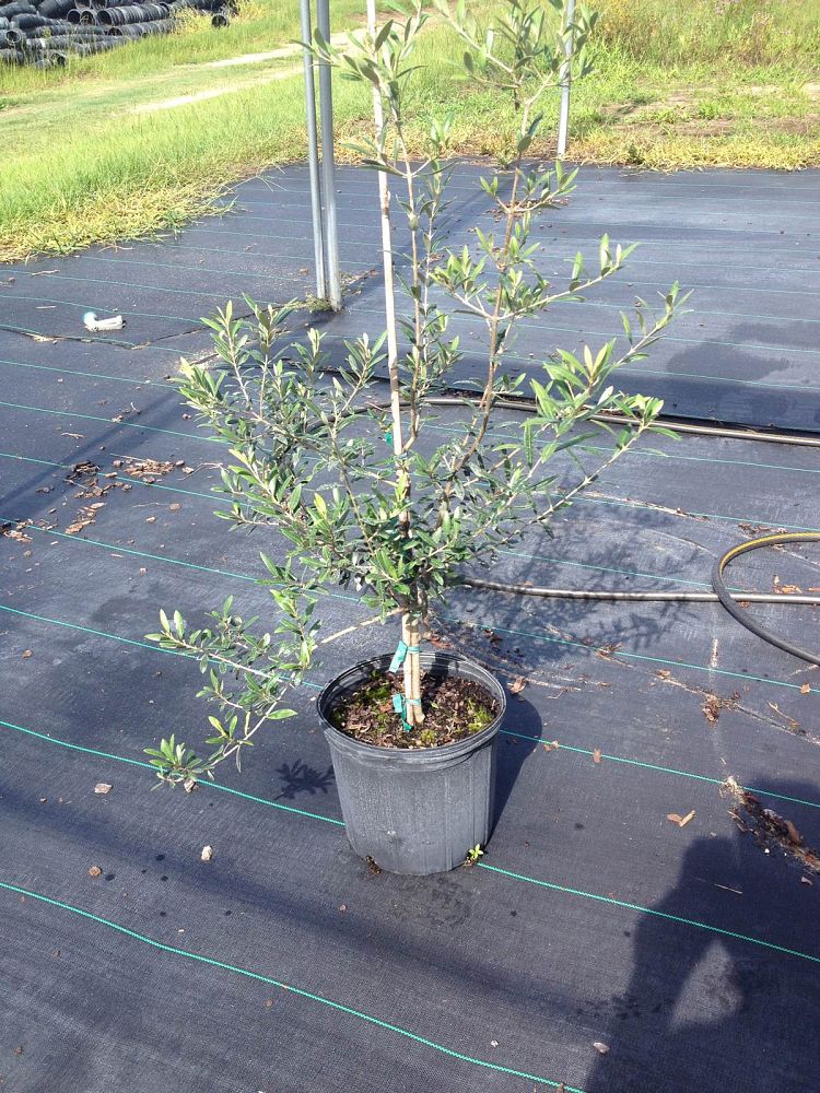 olea-europaea-arbequina-european-olive-edible