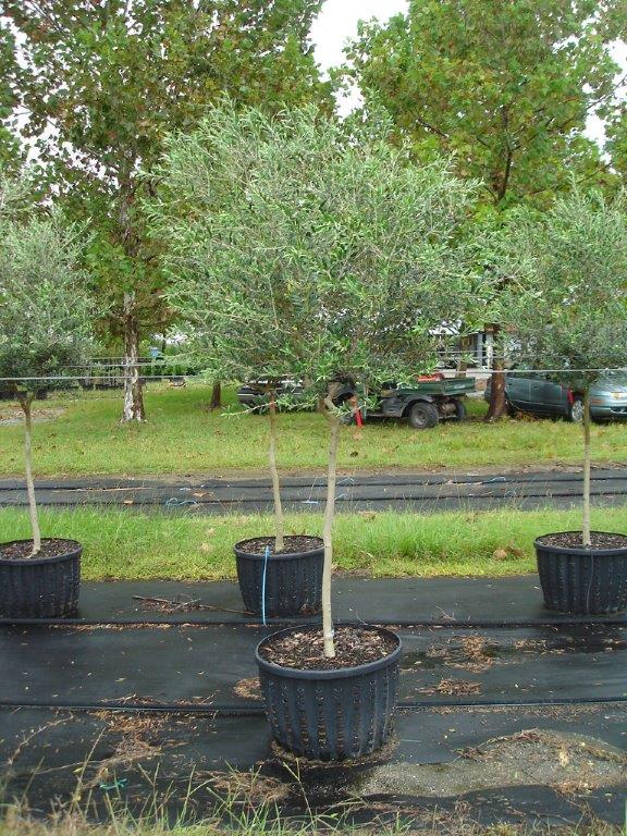 olea-europaea-arbequina-european-olive-edible