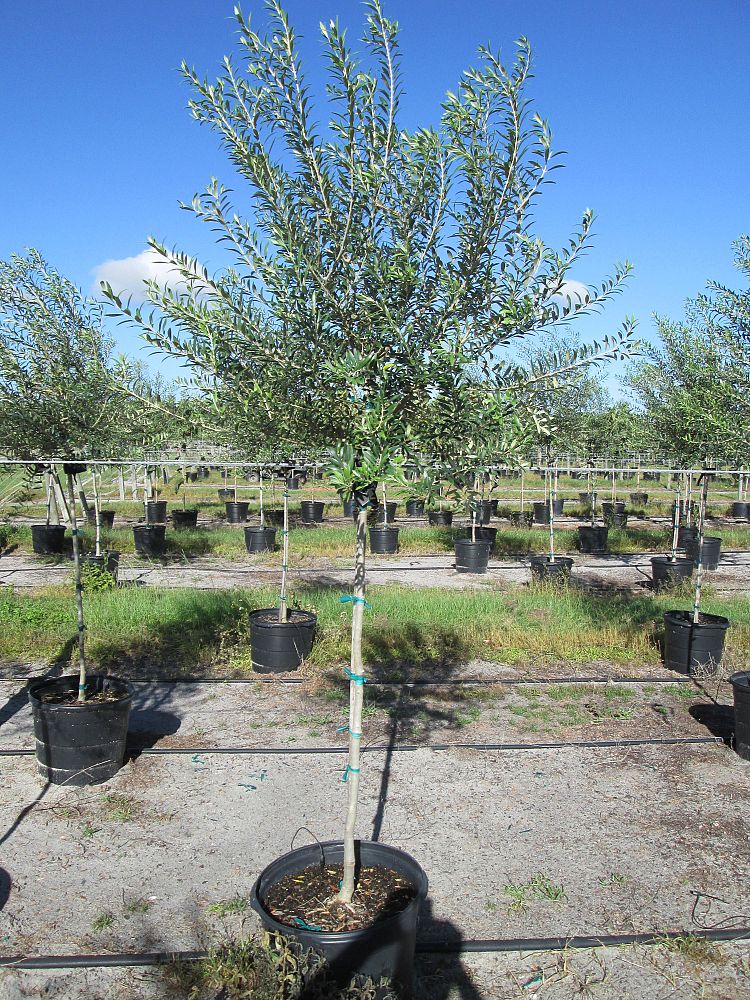 olea-europaea-arbequina-european-olive-edible