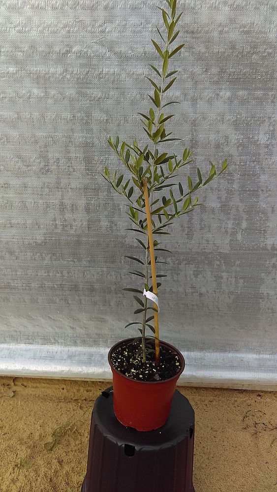 olea-europaea-arbequina-european-olive-edible