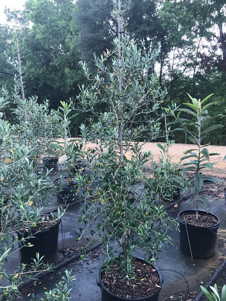 olea-europaea-arbequina-european-olive-edible