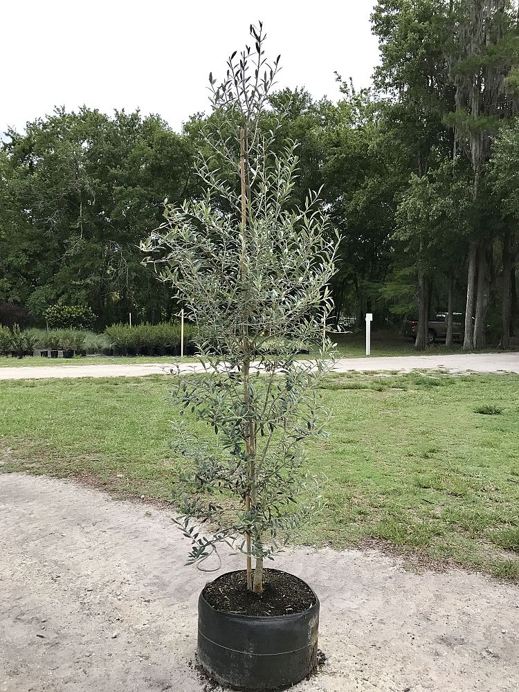 olea-europaea-arbequina-european-olive-edible