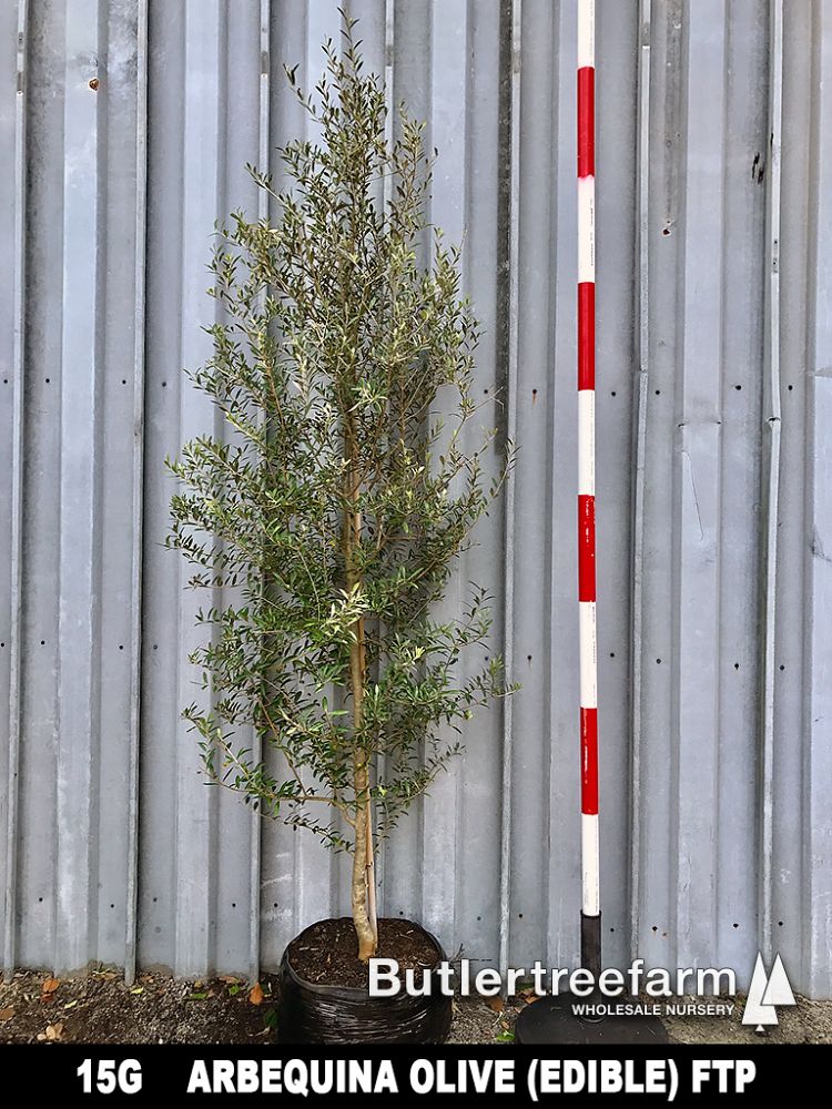 olea-europaea-arbequina-european-olive-edible