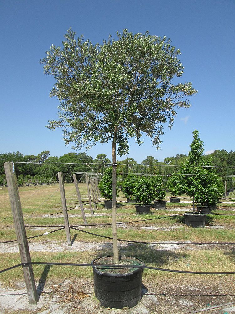 olea-europaea-arbequina-european-olive-edible