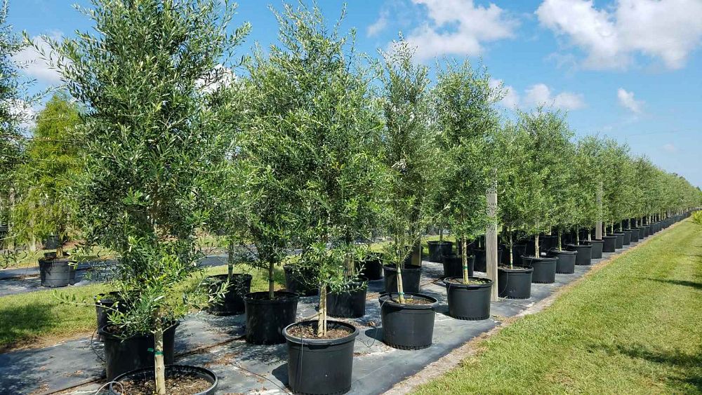 olea-europaea-arbequina-european-olive-edible