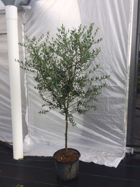 olea-europaea-arbequina-european-olive-edible