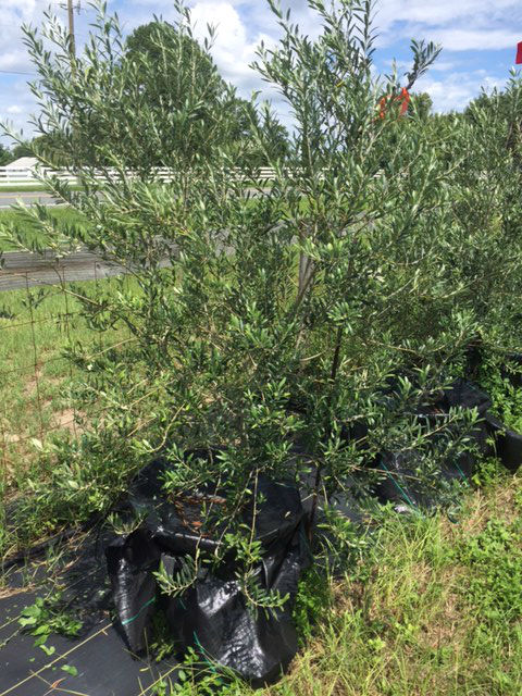 olea-europaea-arbequina-european-olive-edible