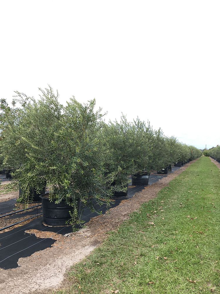 olea-europaea-arbequina-european-olive-edible