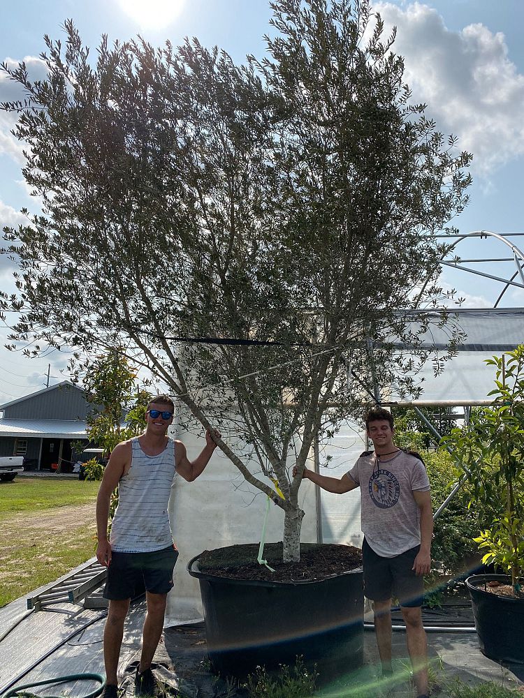 olea-europaea-arbequina-european-olive-edible