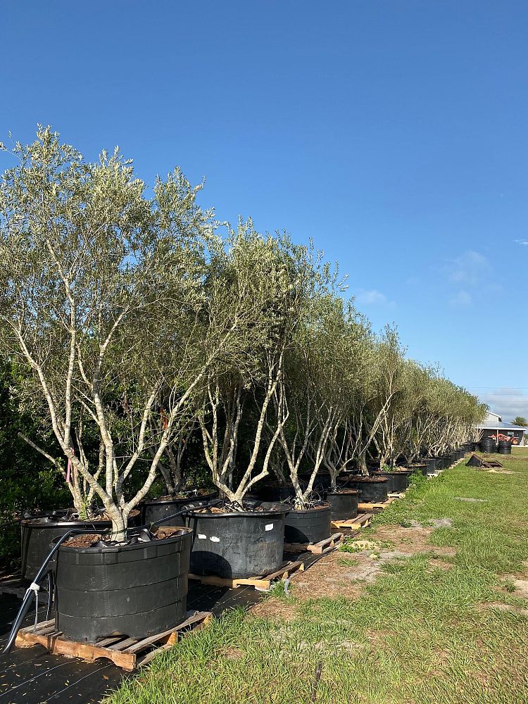olea-europaea-arbequina-european-olive-edible