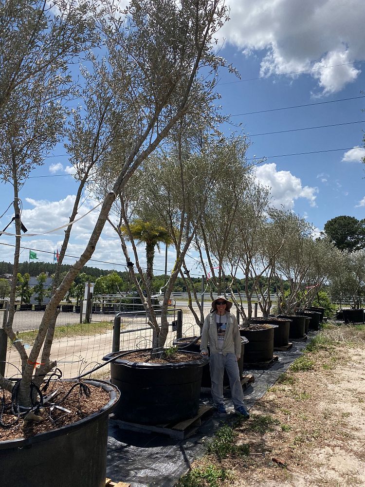 olea-europaea-arbequina-european-olive-edible