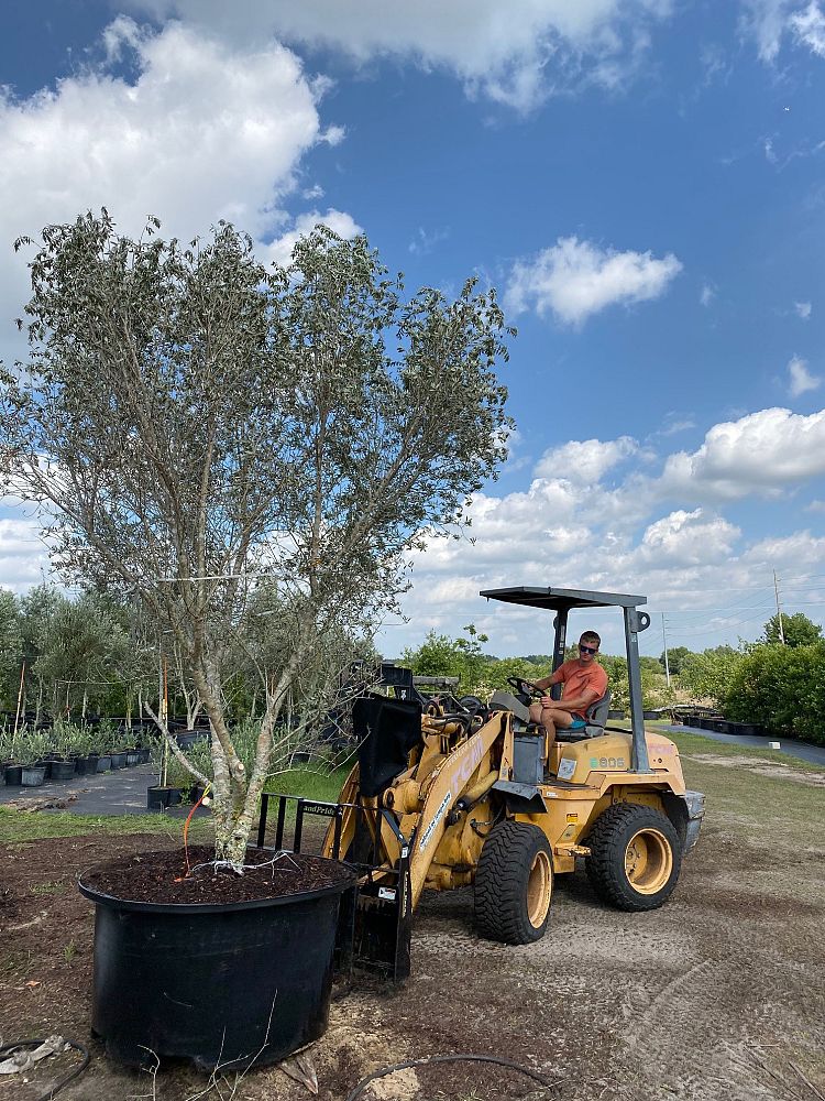 olea-europaea-arbequina-european-olive-edible
