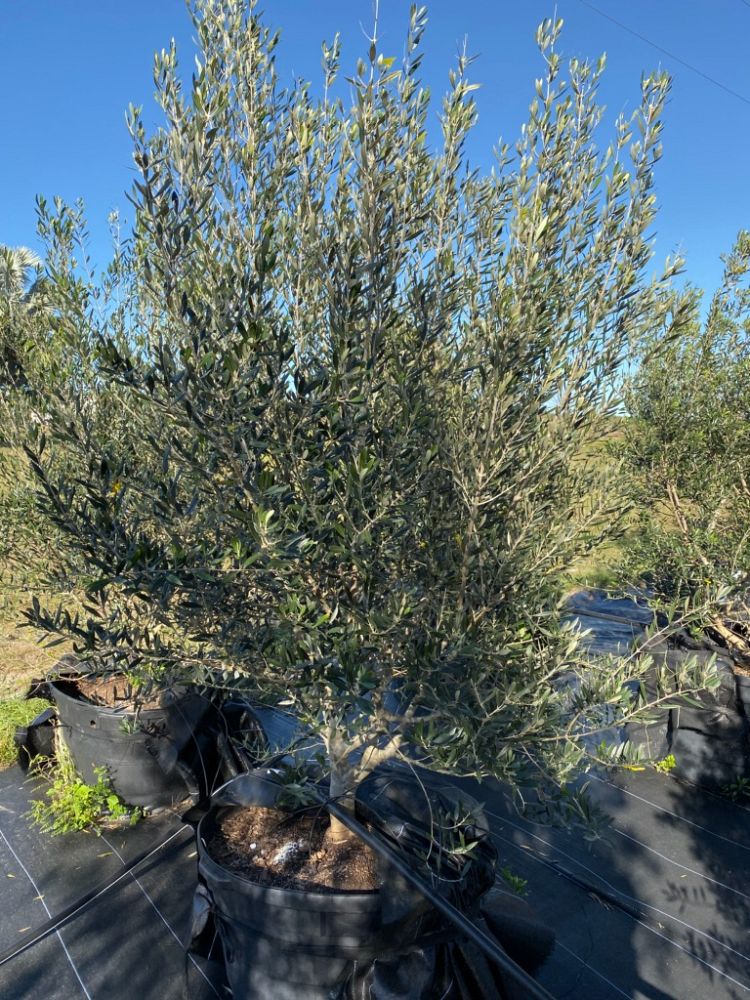 olea-europaea-arbequina-european-olive-edible