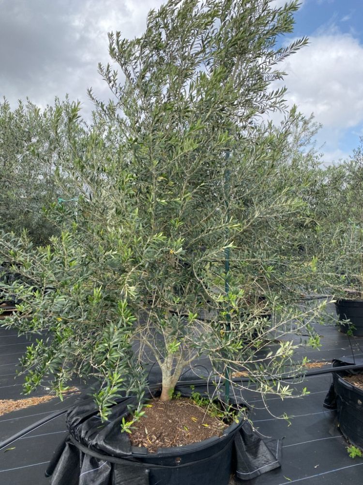 olea-europaea-arbequina-european-olive-edible
