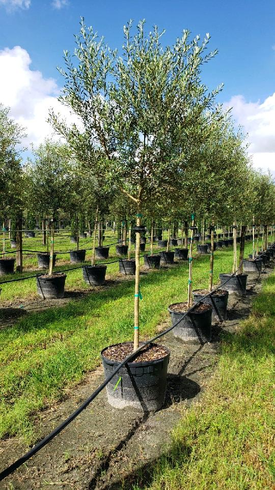 olea-europaea-arbequina-european-olive-edible