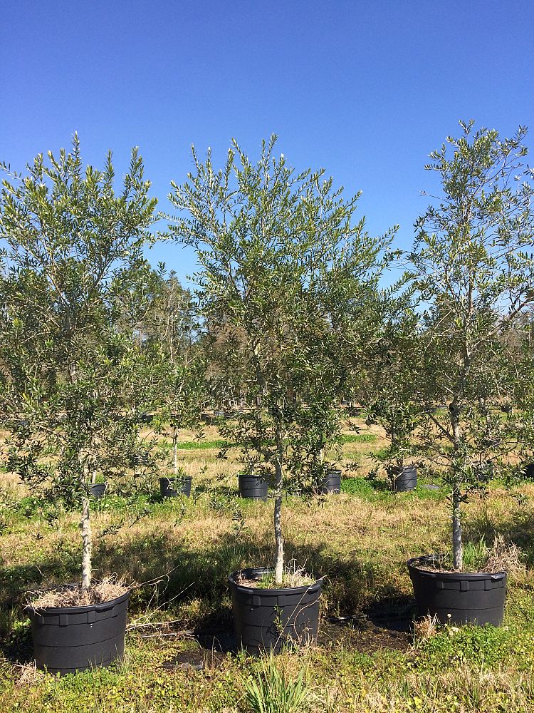 olea-europaea-arbequina-european-olive-edible