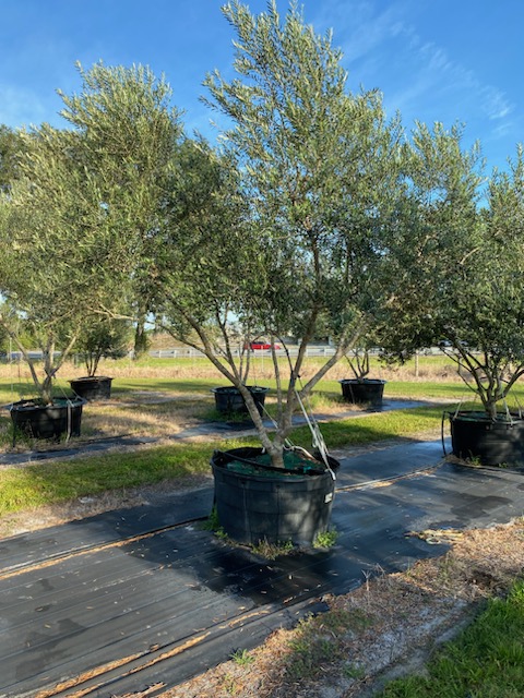 olea-europaea-arbequina-european-olive-edible