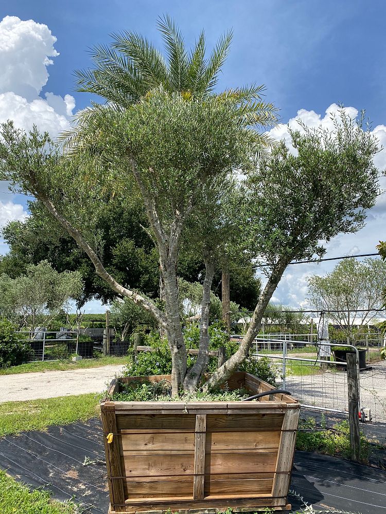 olea-europaea-arbequina-european-olive-edible