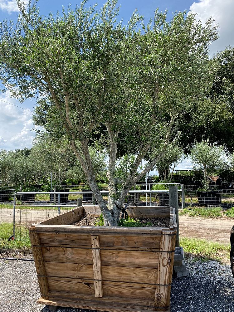 olea-europaea-arbequina-european-olive-edible