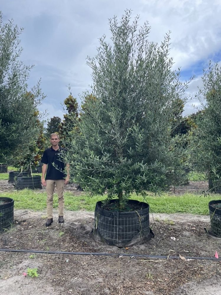 olea-europaea-arbequina-european-olive-edible