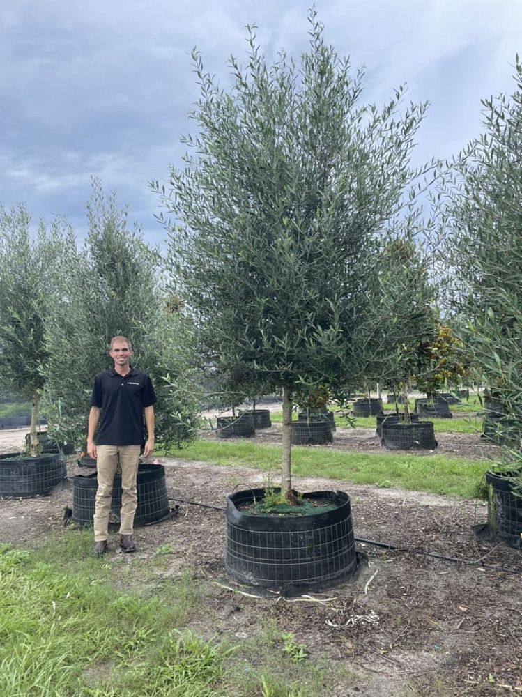 olea-europaea-arbequina-european-olive-edible