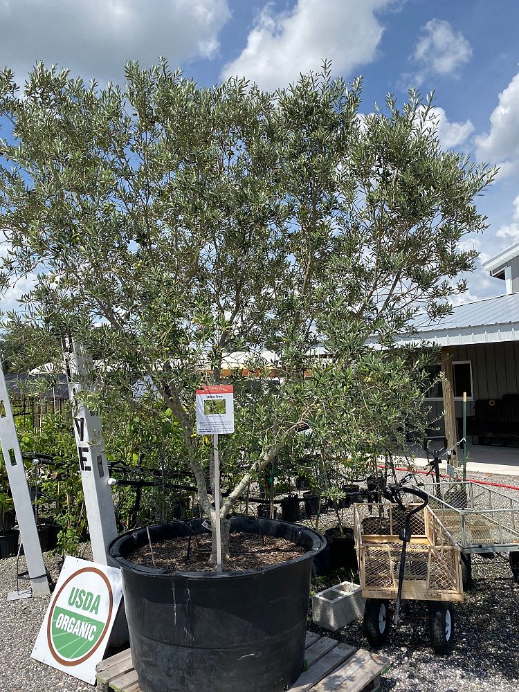 olea-europaea-arbequina-european-olive-edible