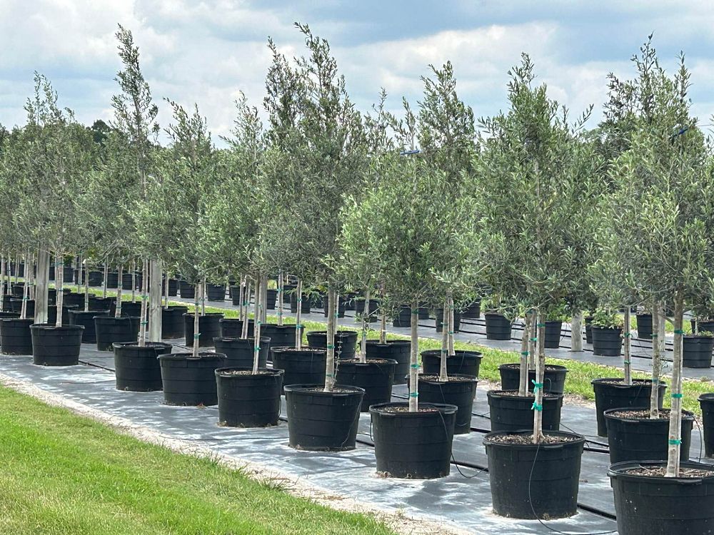 olea-europaea-arbequina-european-olive-edible