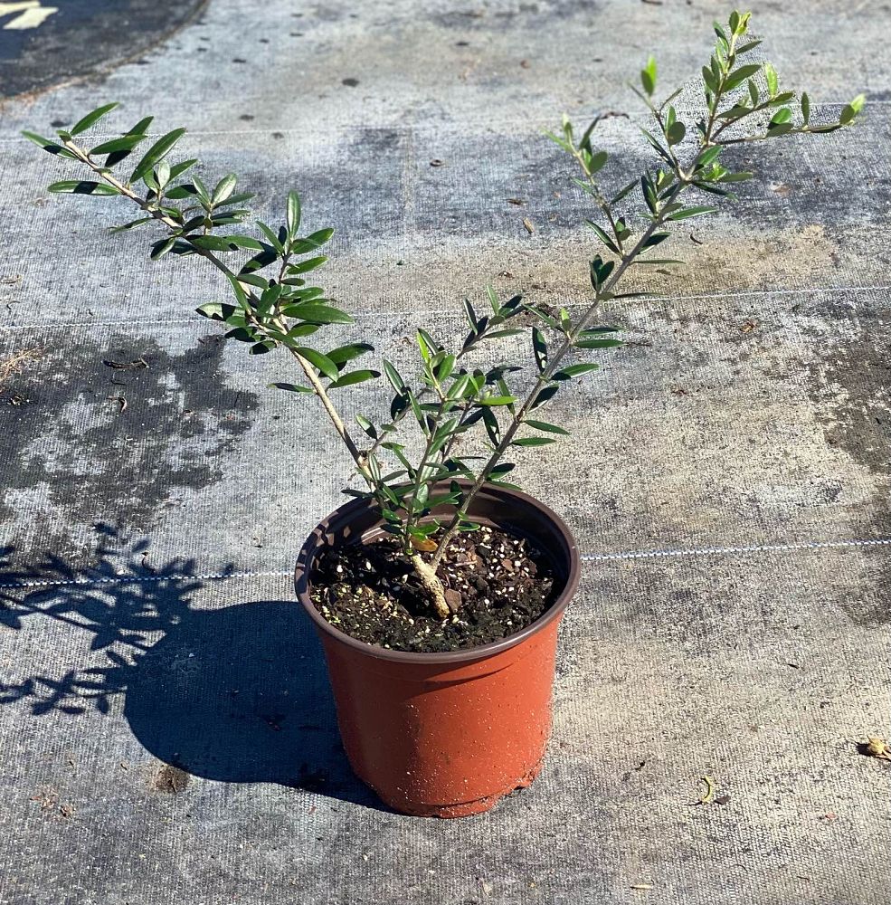 olea-europaea-arbequina-european-olive-edible
