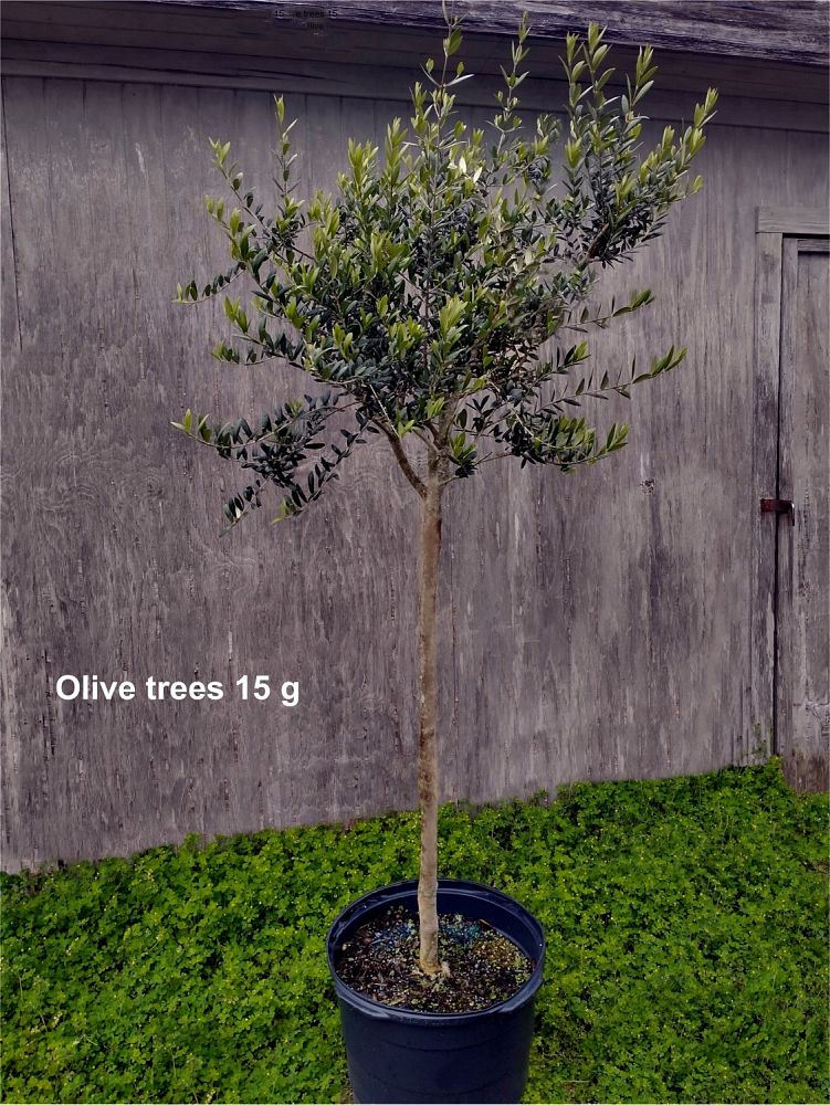olea-europaea-arbequina-european-olive-edible