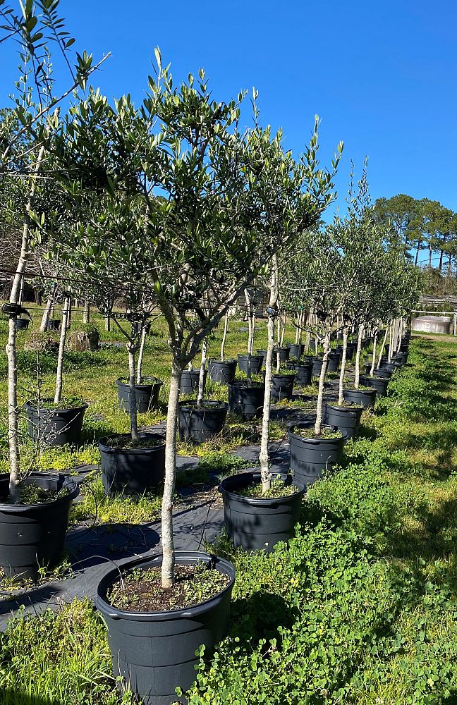 olea-europaea-arbequina-european-olive-edible