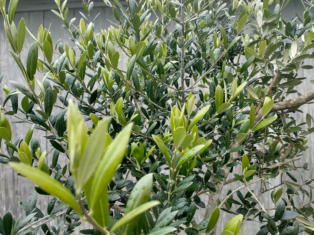 olea-europaea-arbequina-european-olive-edible