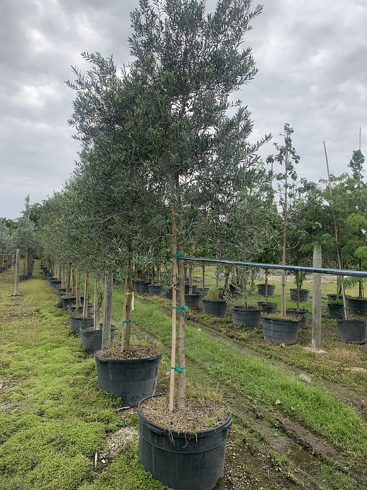 olea-europaea-arbequina-european-olive-edible