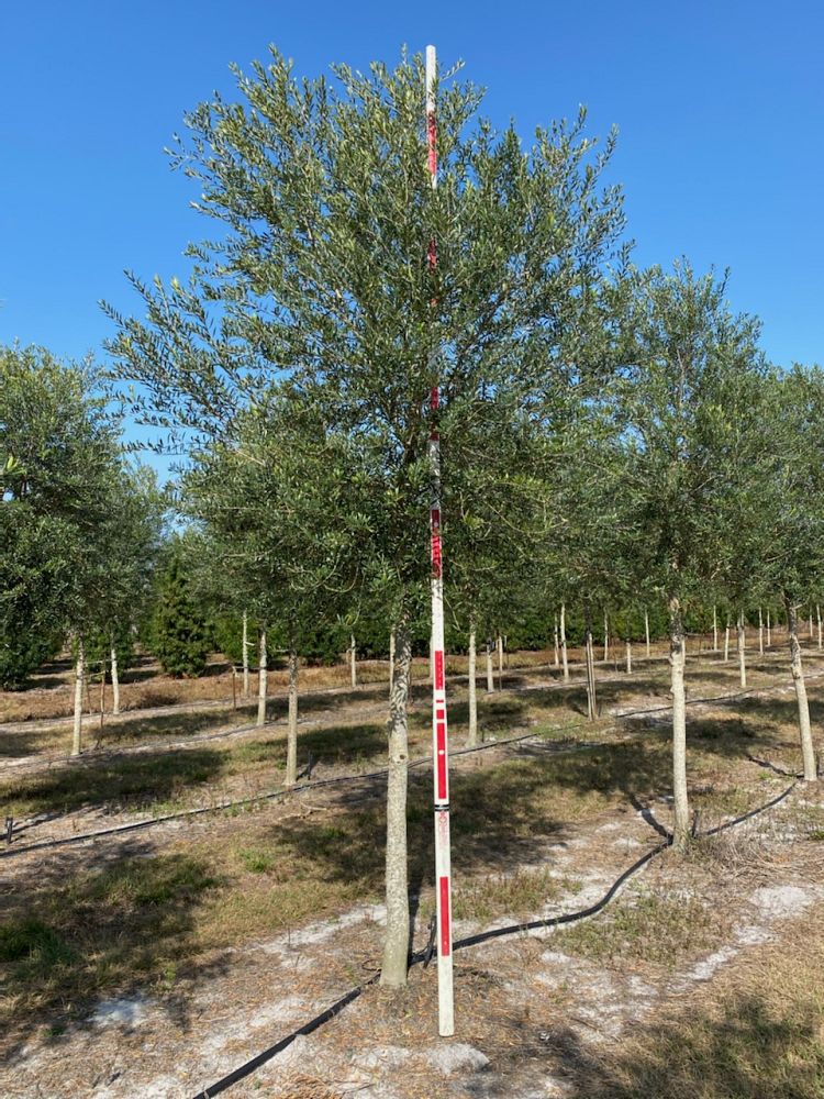 olea-europaea-arbequina-european-olive-edible