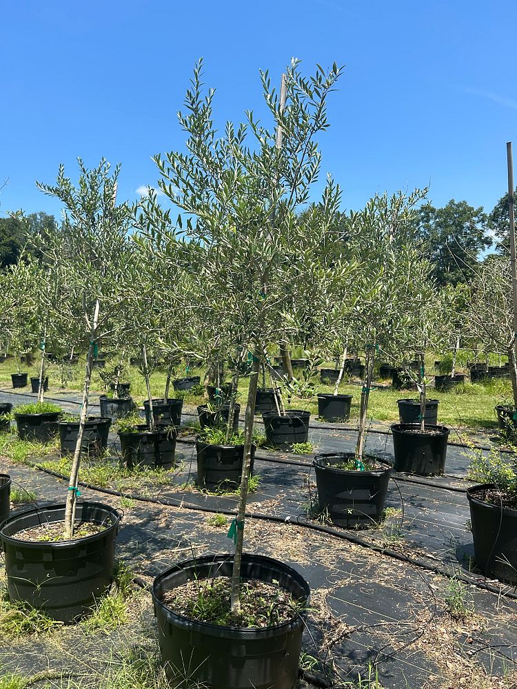 olea-europaea-arbequina-european-olive-edible