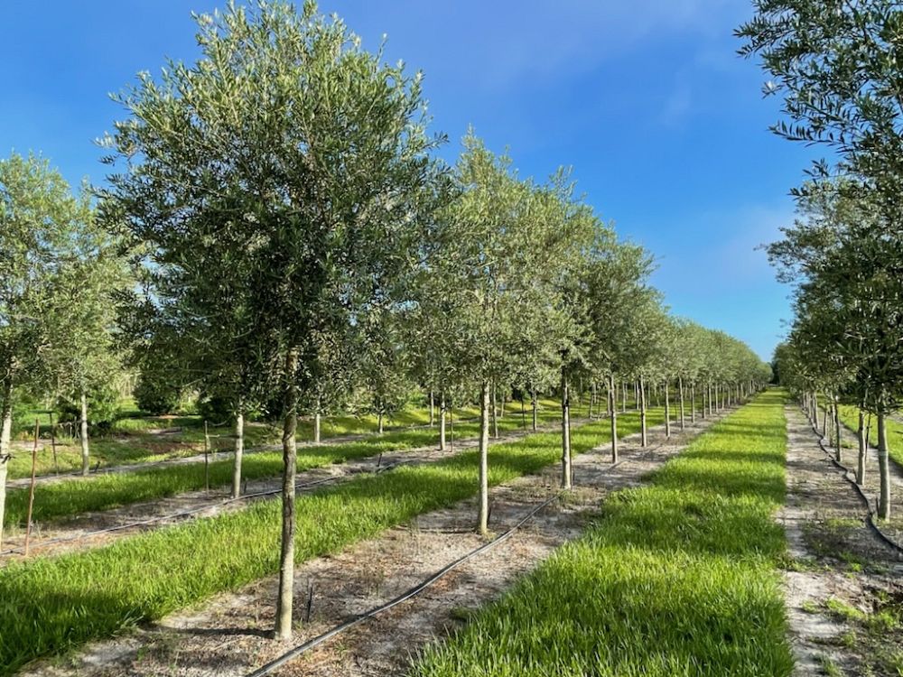 olea-europaea-arbequina-european-olive-edible