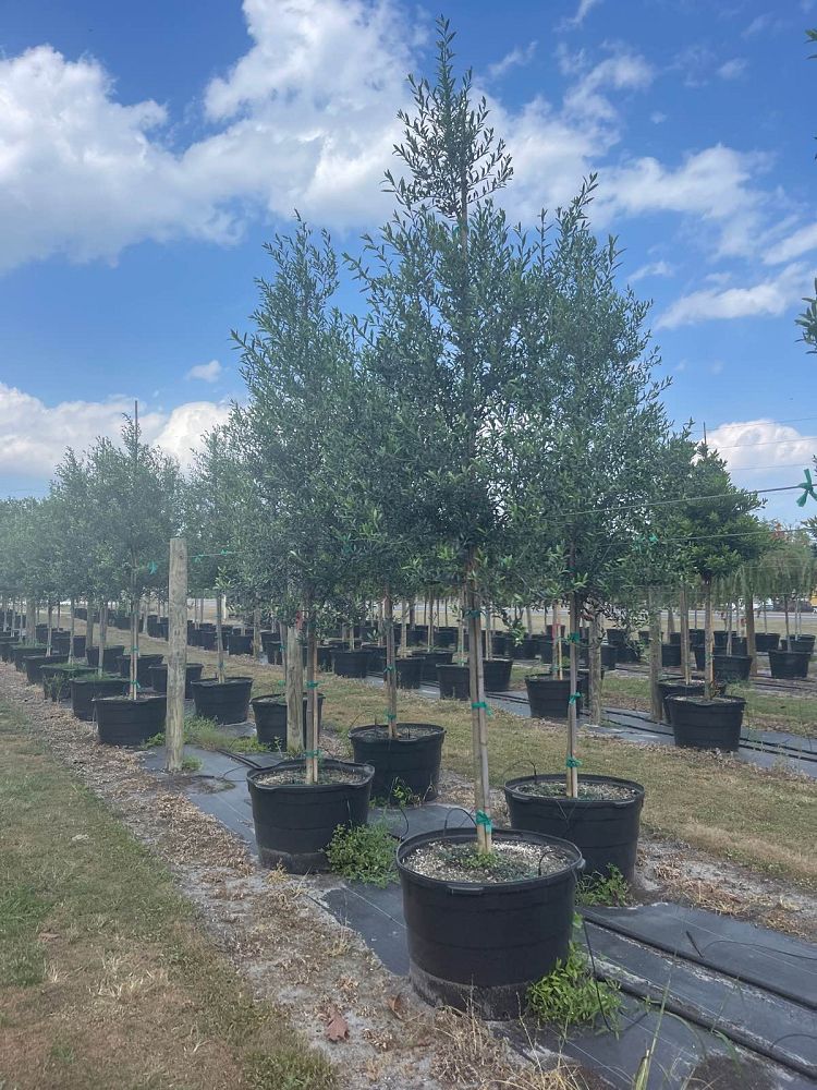 olea-europaea-arbequina-european-olive-edible